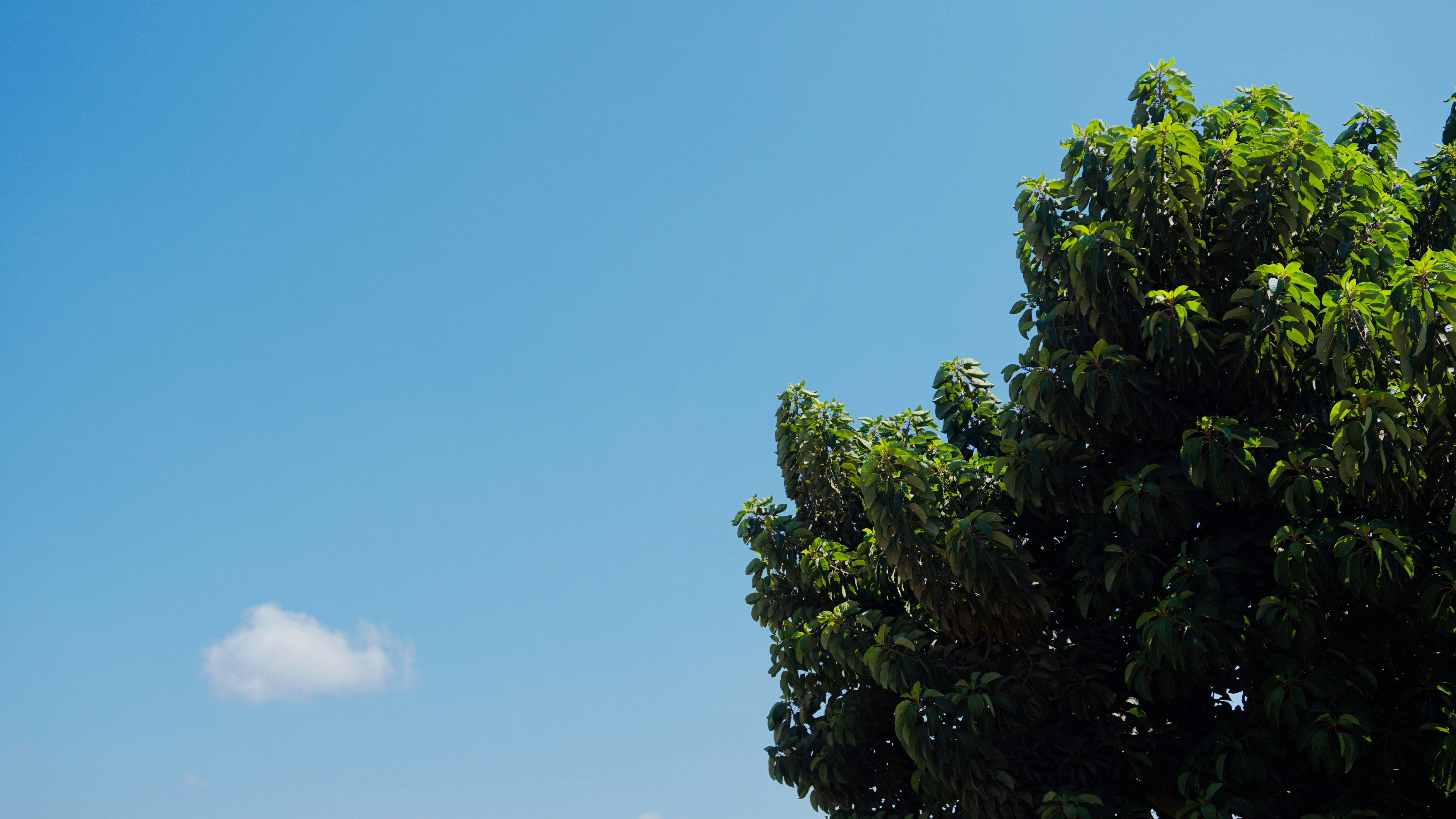 arbre à feuilles vertes