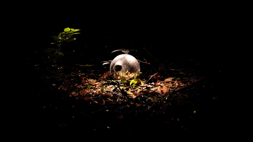 a bird is sitting on the ground in the dark