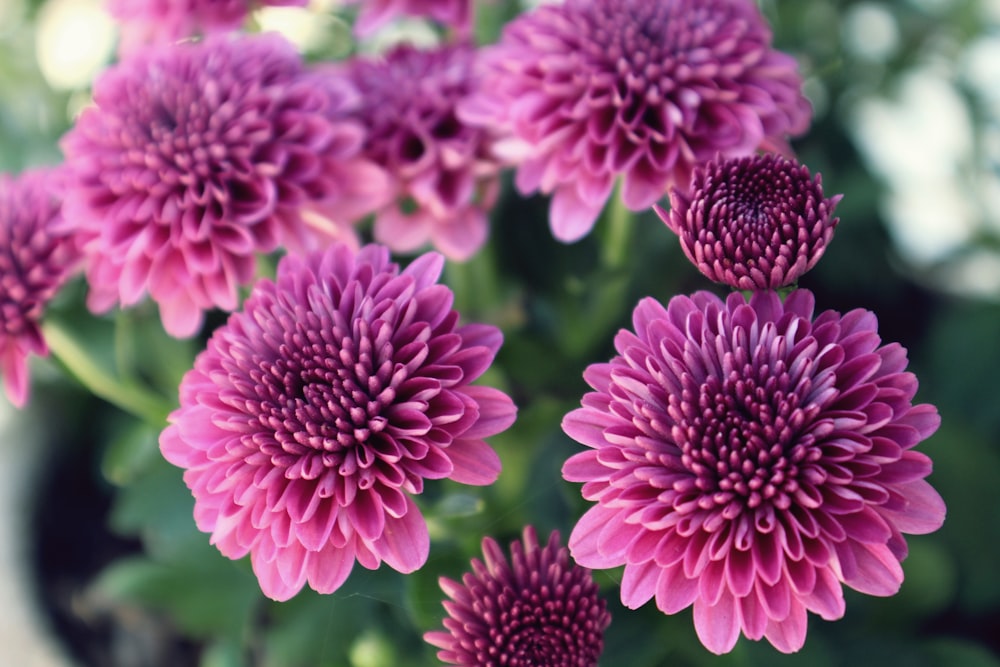 selective focus photography of pink flowers