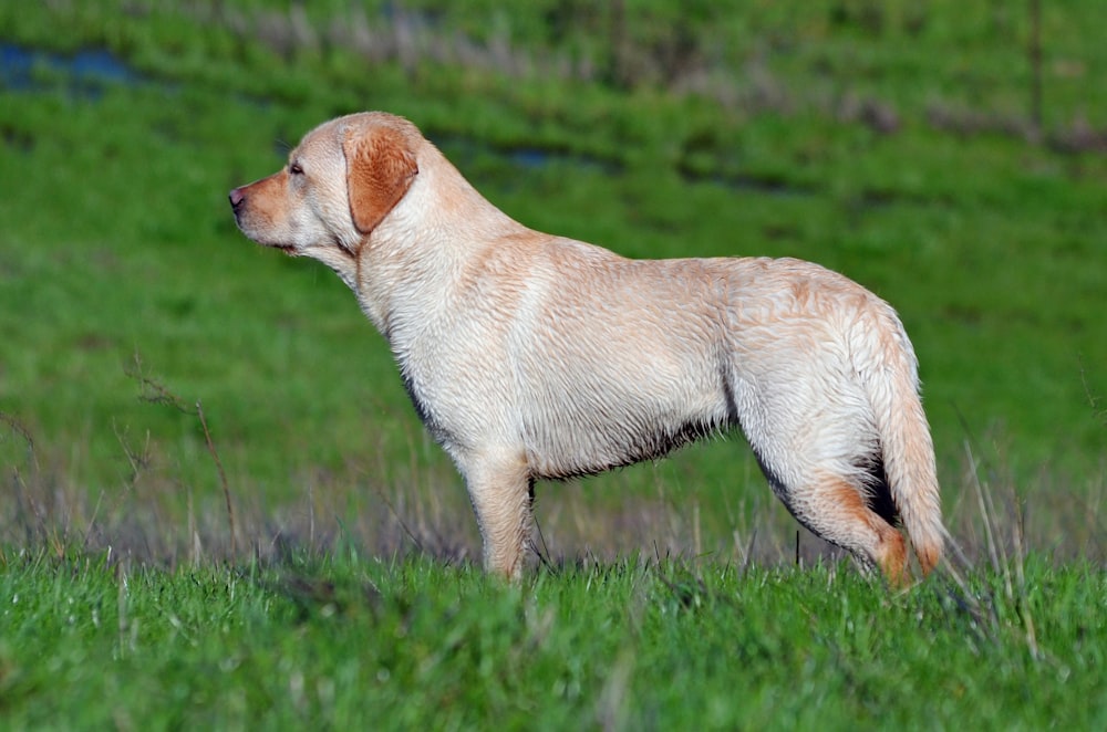 short-haired tan dog on grassy field