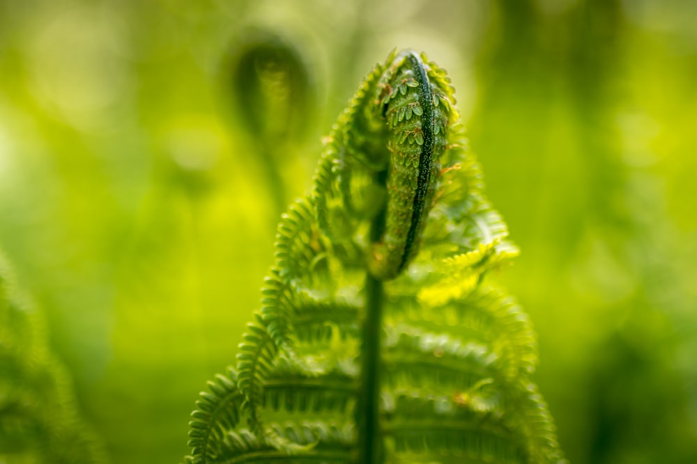 green ferns