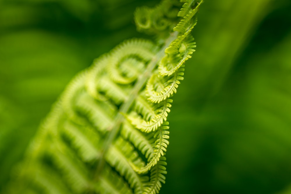 close-up photo of fern plant