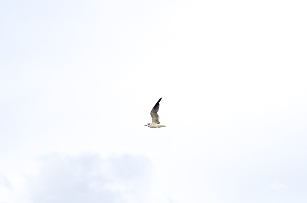 white bird flying