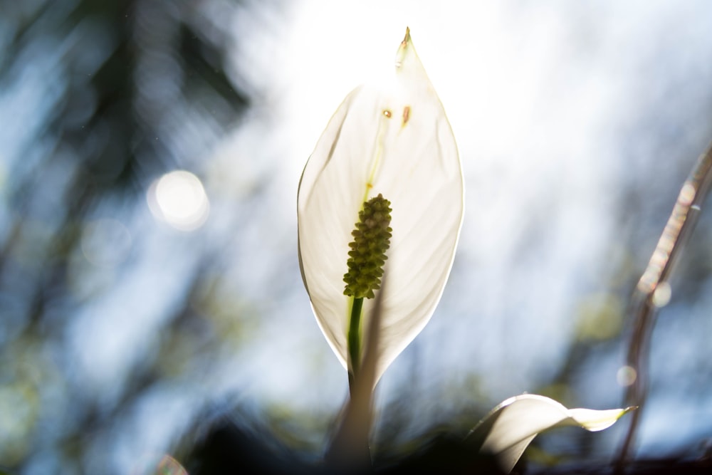 white laceleaf photo