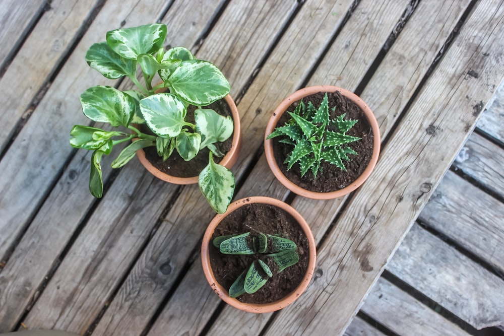 three green plants in pot