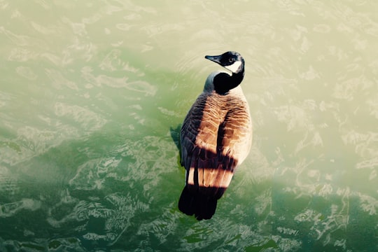 close-up photo of brown and white duck on body of water in Port Credit Canada