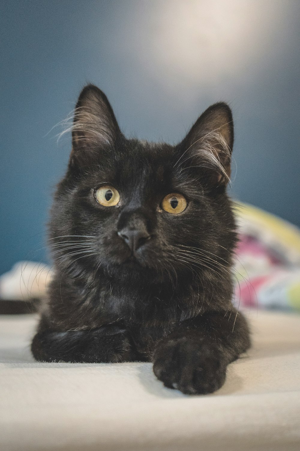 black cat lying on white top