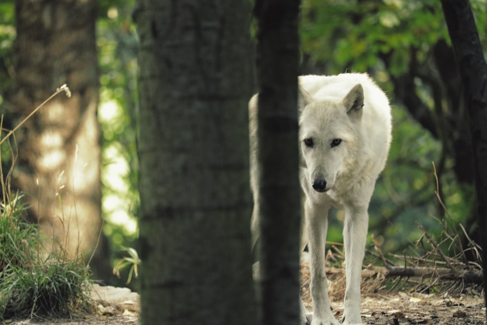 short-coated white wolf on forest during day time