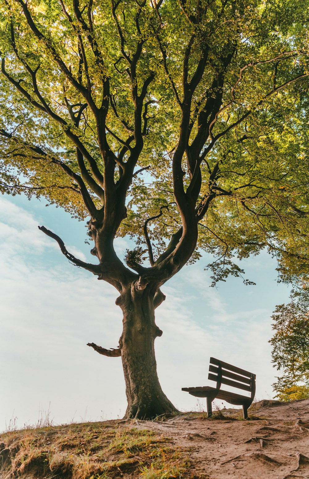 bench beside tree at daytime