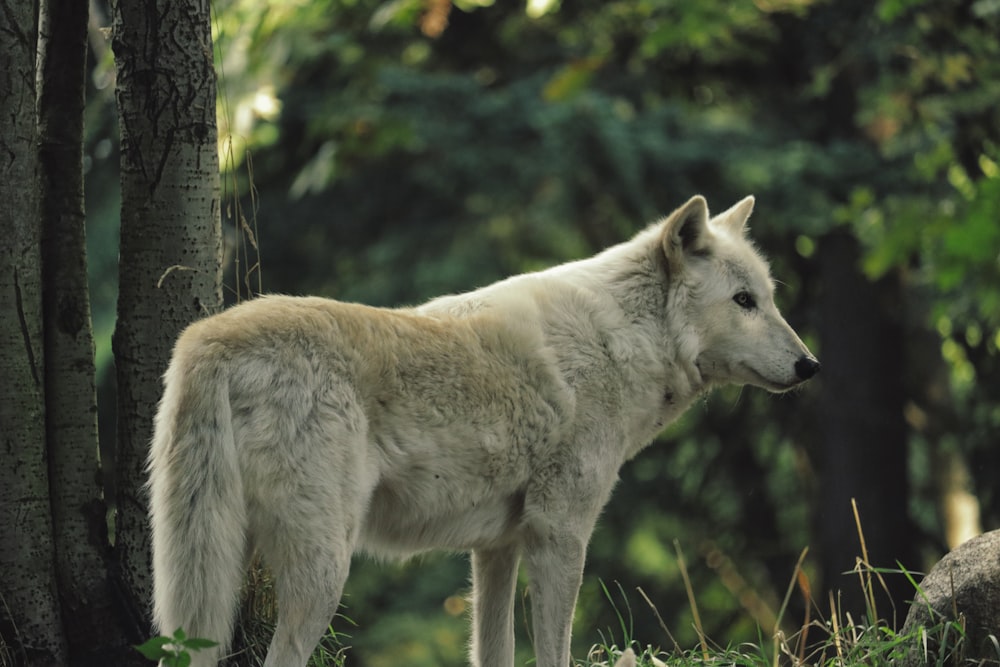 white wolf standing beside tree