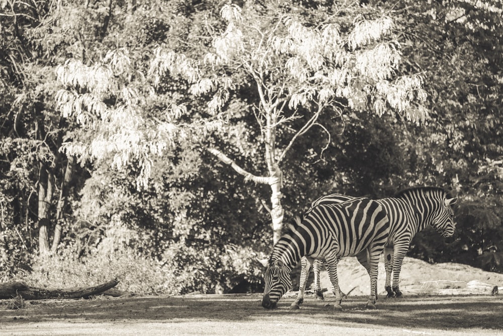 grayscale photo of two zebras standing near trees