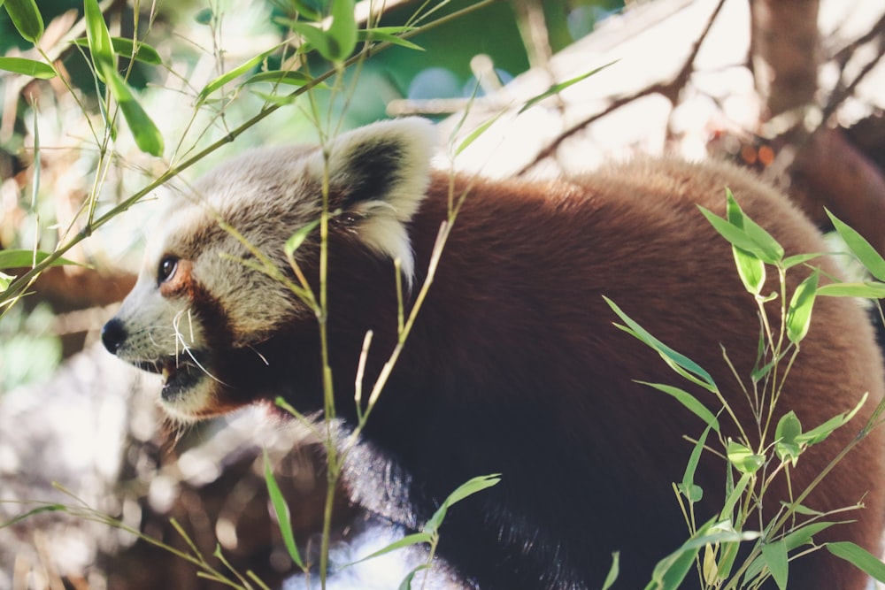 focus photo of brown bear