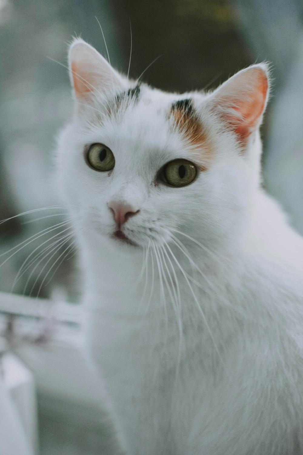 short-fur white cat