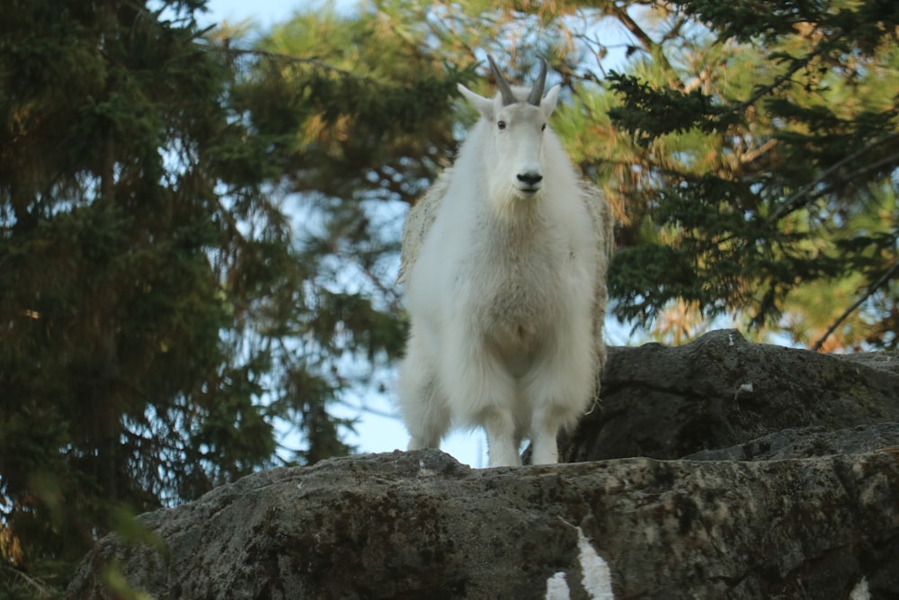 white animal standing during daytime