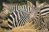 Two zebras are seen close to each other, one facing forward and the other slightly turned. Their black and white striped patterns stand out against a natural backdrop. The zebra in the foreground is chewing on straw, adding a sense of serene activity to the scene.