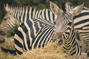 Two zebras are seen close to each other, one facing forward and the other slightly turned. Their black and white striped patterns stand out against a natural backdrop. The zebra in the foreground is chewing on straw, adding a sense of serene activity to the scene.