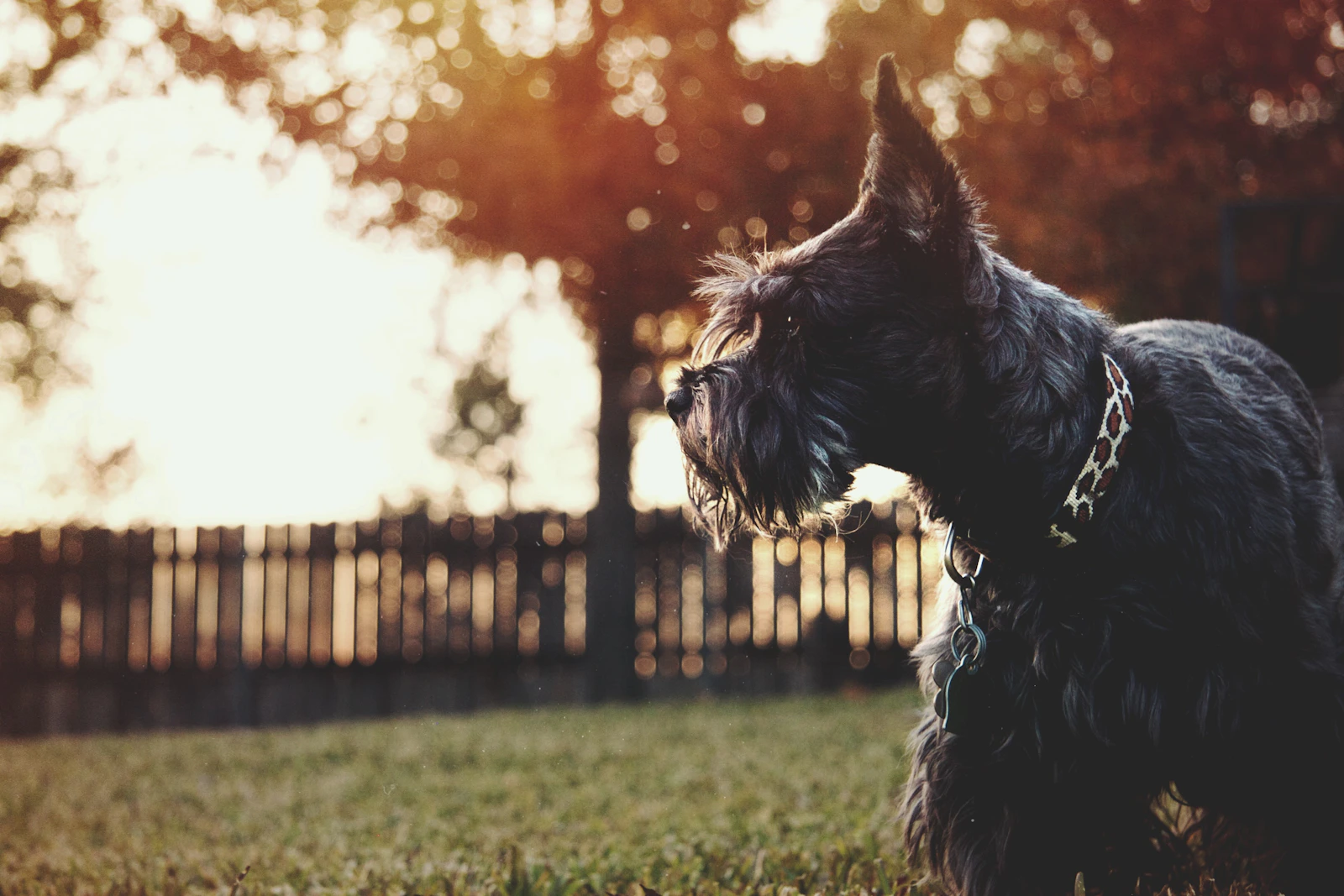 Black Scottish Terrier standing on grass, photo by Tim Arterbury on Unsplash