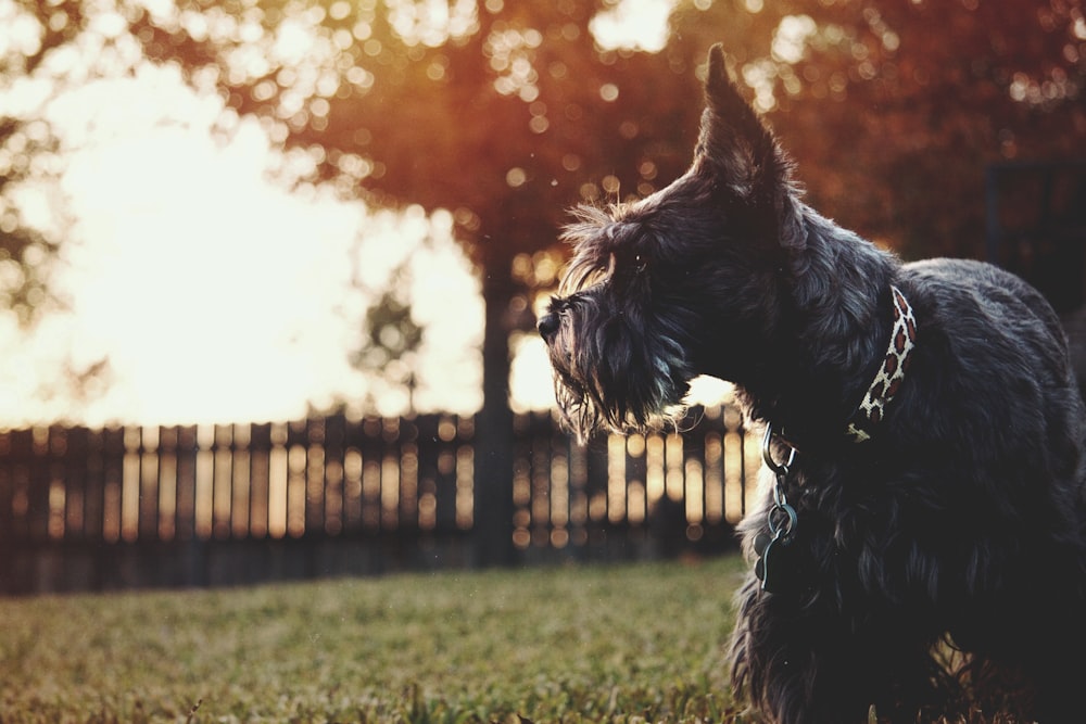 long-coated dog standing on grass during daytime