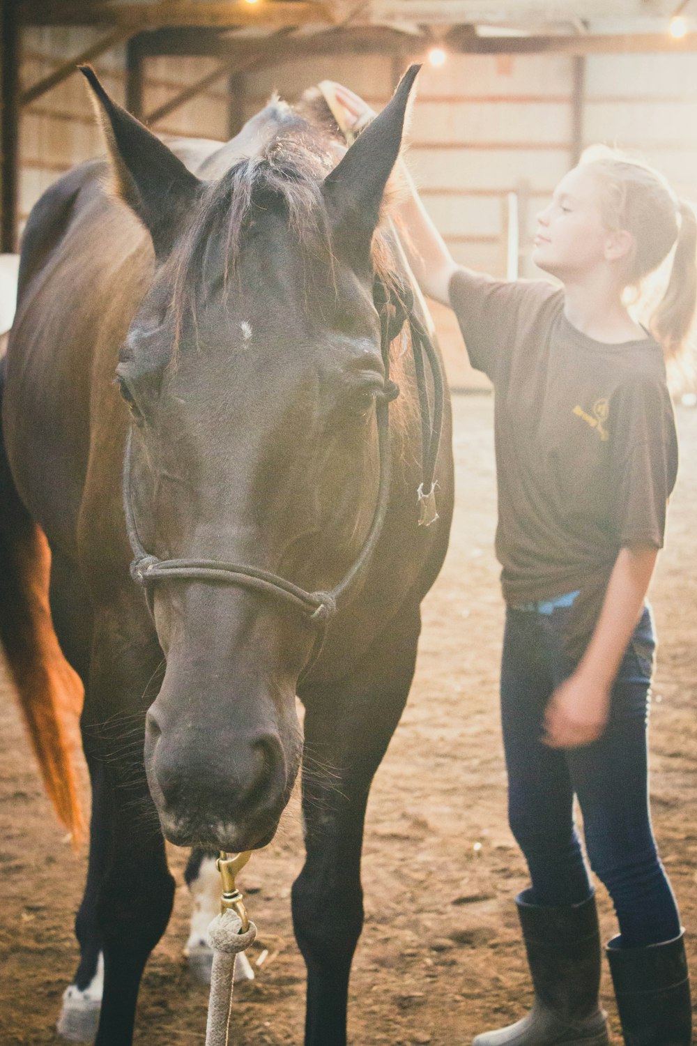 girl brushing black horse body