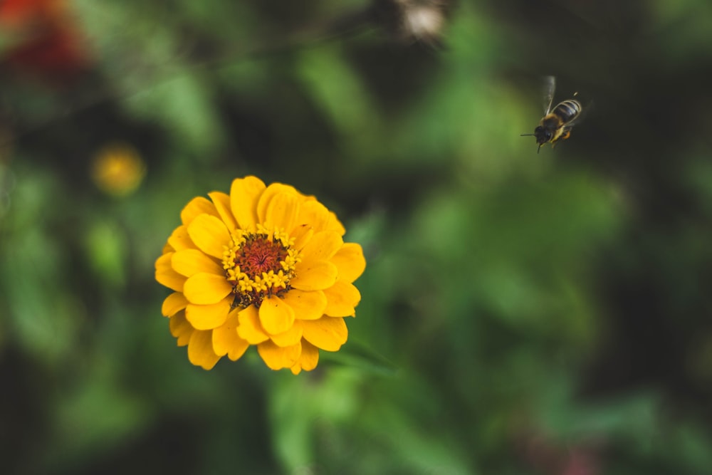 yellow flower