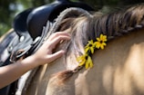 A close-up view of a horse's side, decorated with yellow flowers woven into its mane. A person’s hand is gently touching the horse near its neck. The horse is equipped with a black saddle and blanket.