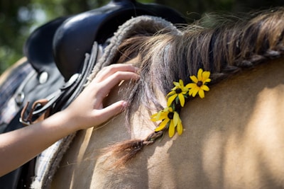 A close-up view of a horse's side, decorated with yellow flowers woven into its mane. A person’s hand is gently touching the horse near its neck. The horse is equipped with a black saddle and blanket.