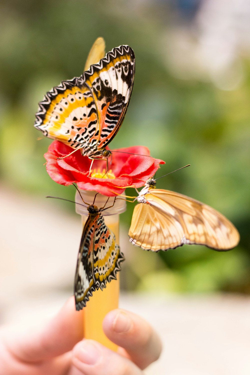 three yellow butterflies