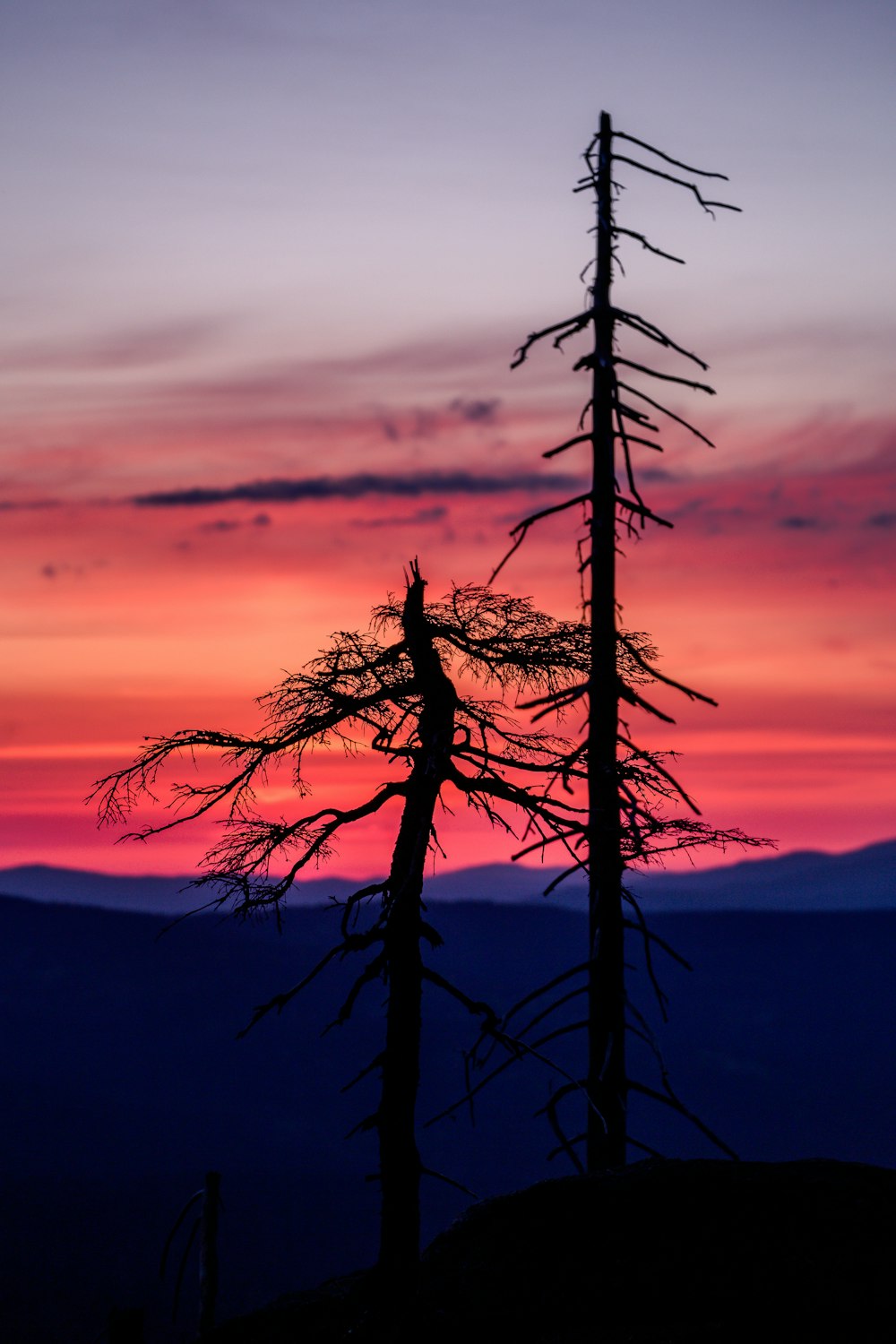 silhouette of trees during golden hour