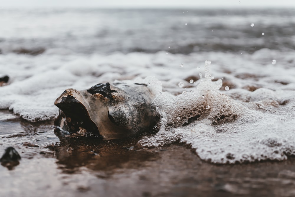 shell on beach sand