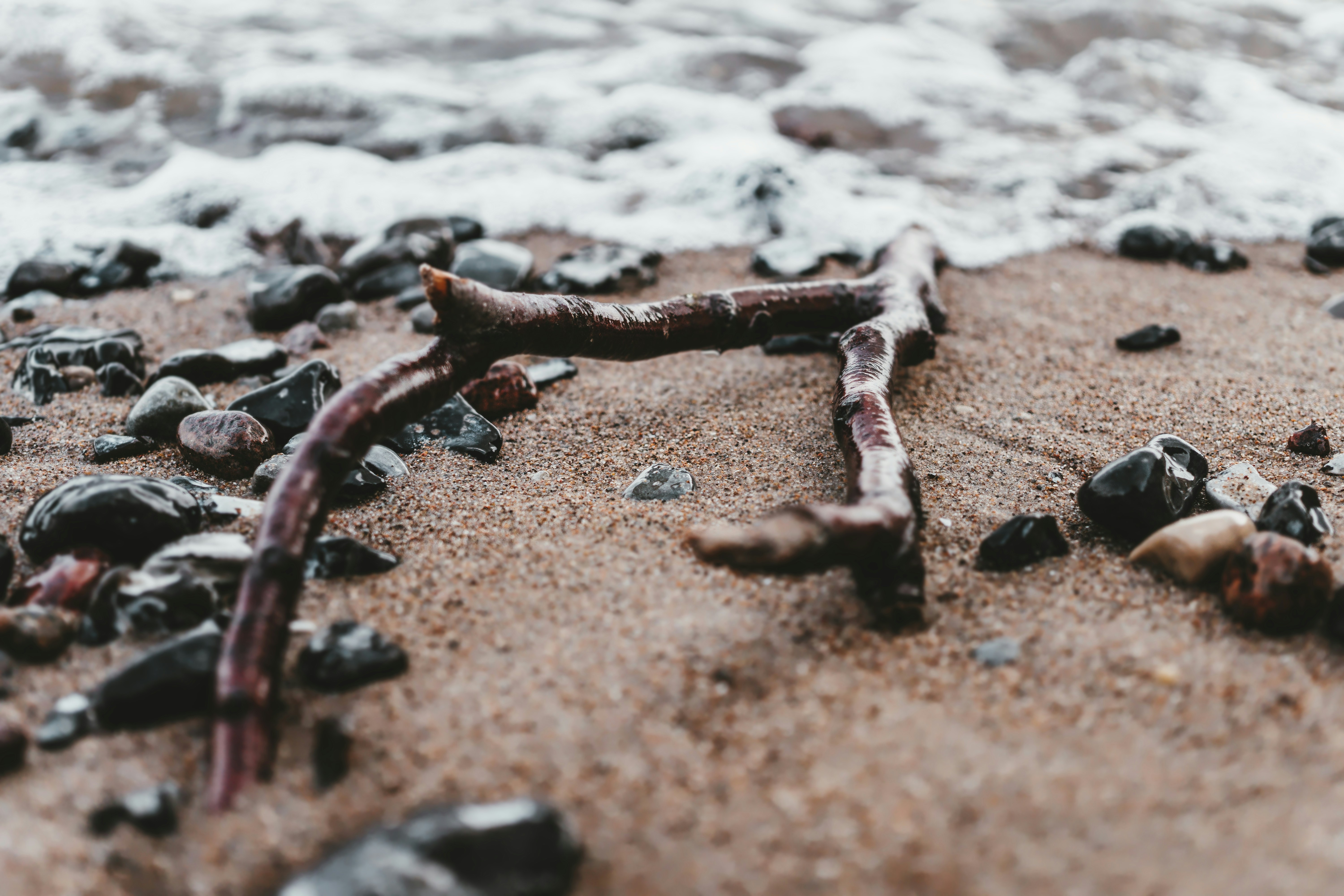 brown driftwood on shore