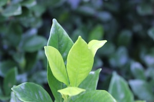 Green Growth Boost