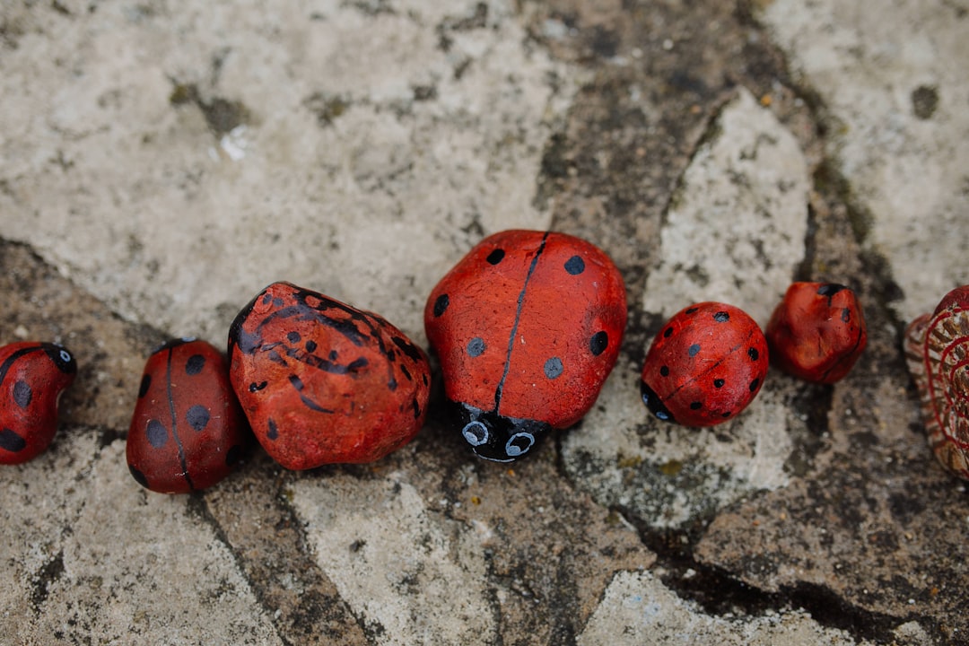 ladybug stone fragment