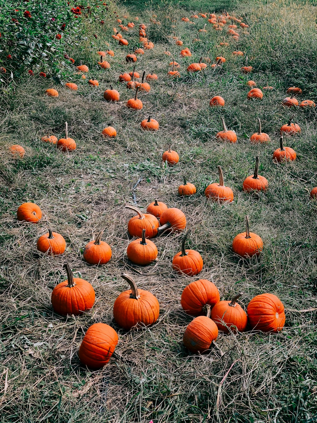 orange pumpkin lot on grass