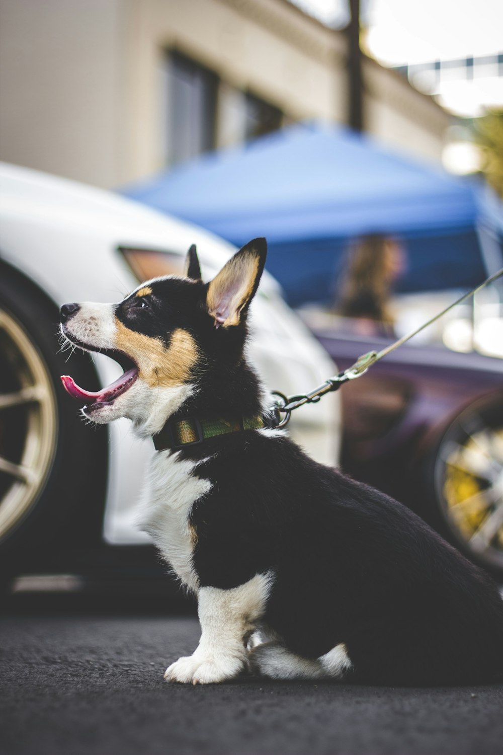 black, brown, and white corgi puppy near white car at daytime