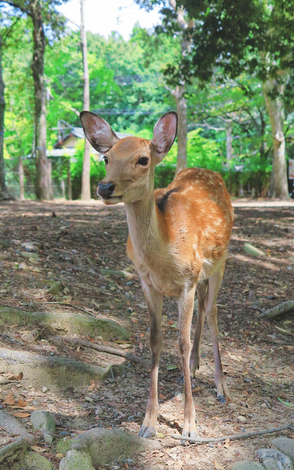 brown deer standing during daytime