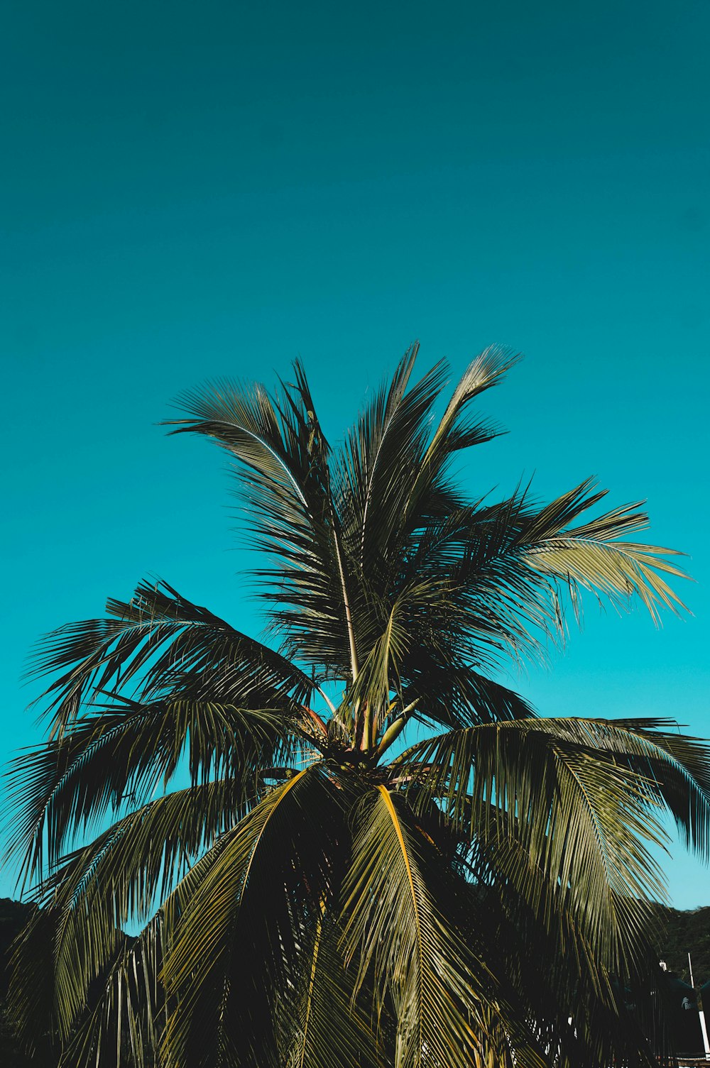 palm tree under green sky