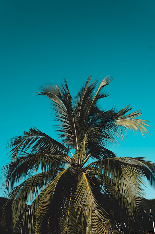 palm tree under green sky in Sayulita Mexico