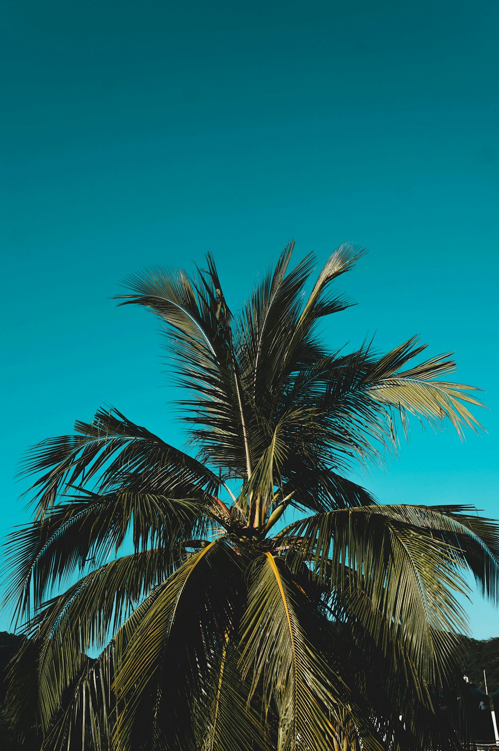 Palmera bajo el cielo verde