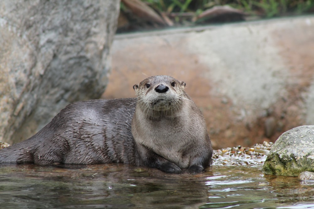 gray sea lion on body of water