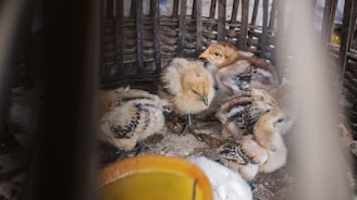 A group of newly hatched chicks in a cozy, warm setting.
