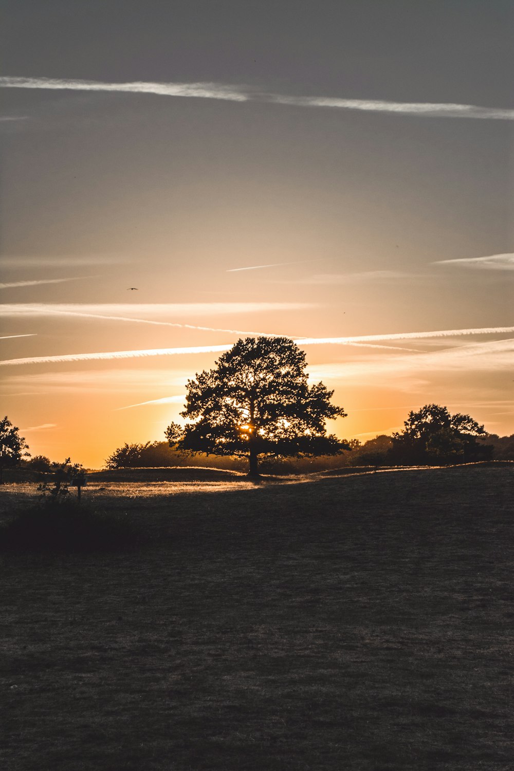 silhouette of tree during golden hour