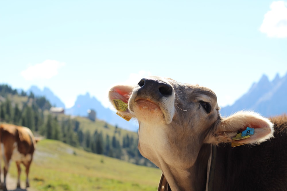 brown cattle on green grass field during daytime