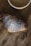 A close-up of a golden, flaky croissant resting on a rustic wooden table with a steaming cup of latte beside it.