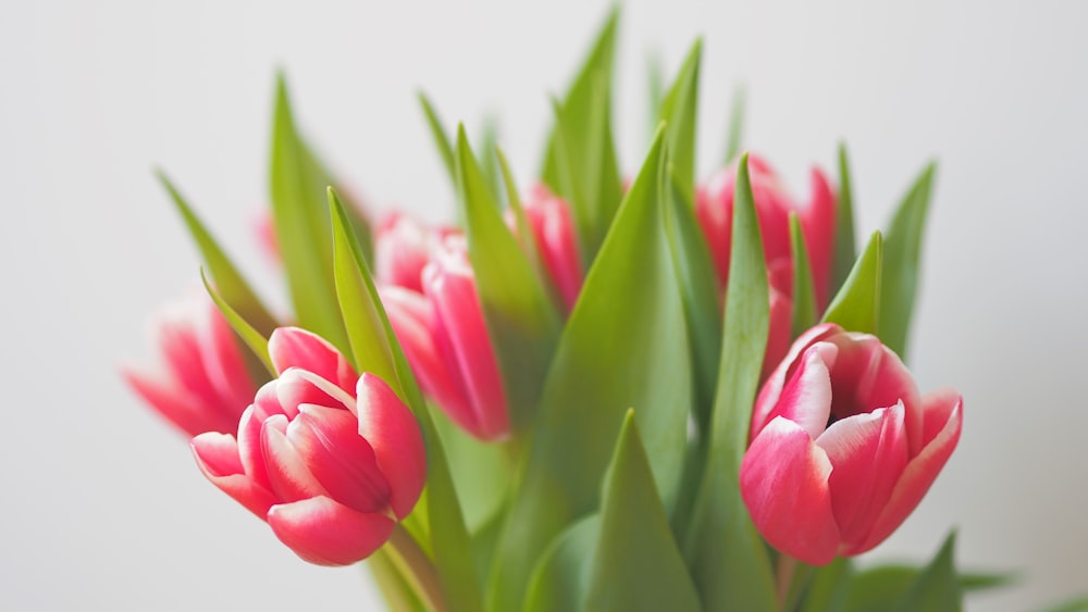 selective focus photography of flowers