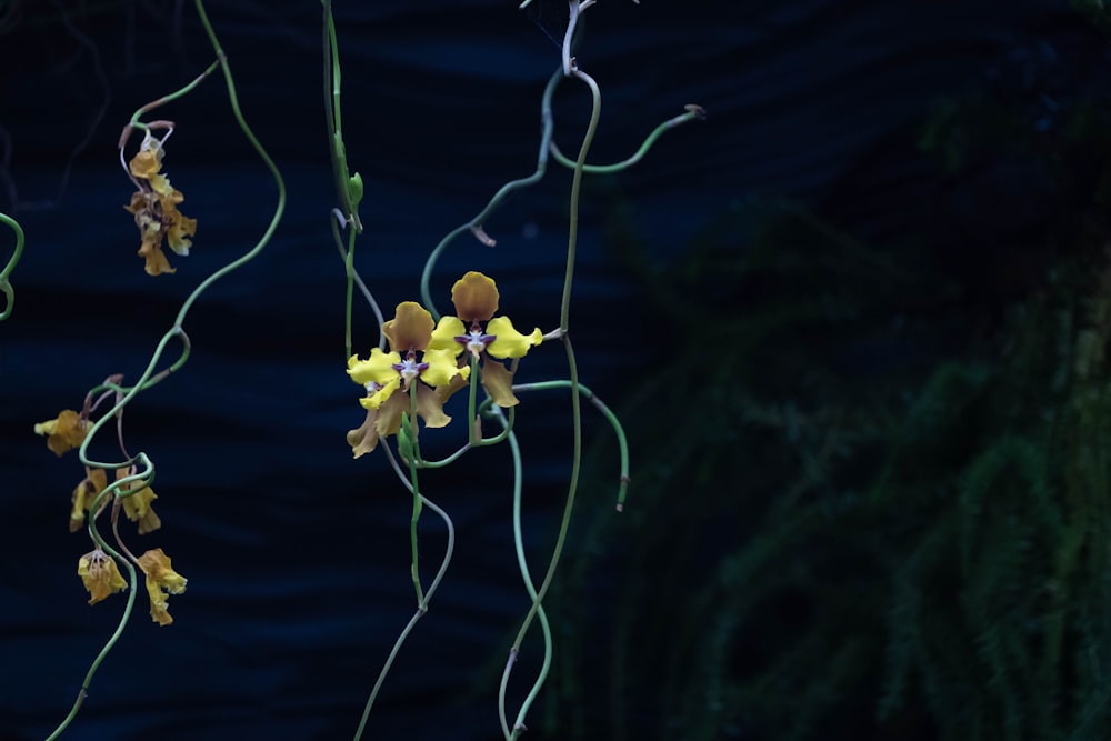 flores de orquídeas amarillas y marrones