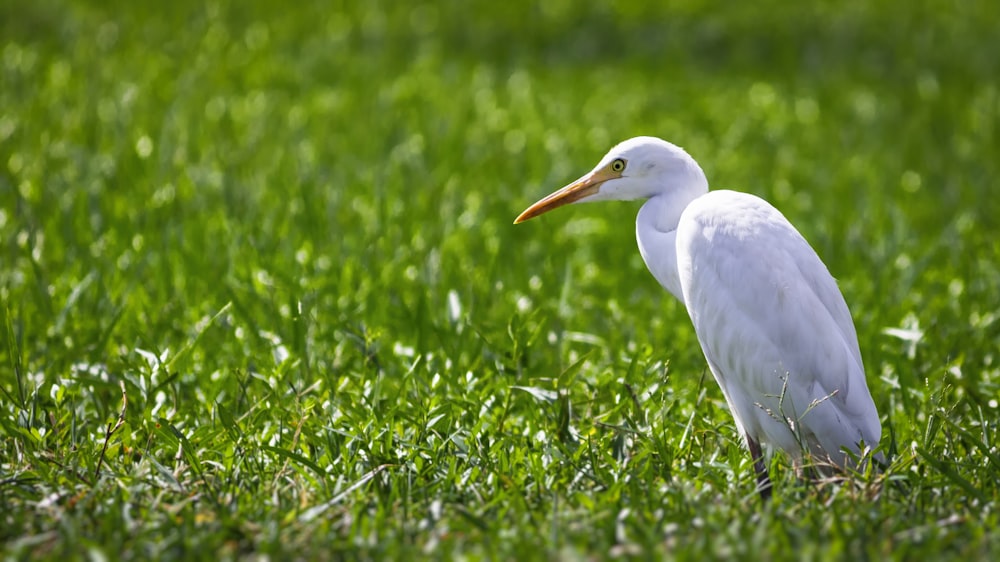 緑の芝生の上の白い鳥
