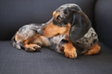 A dachshund with a dappled coat lies comfortably on a dark-colored sofa, gazing to the side. Its fur is a mix of black, brown, and gray, and its expression is calm and relaxed.