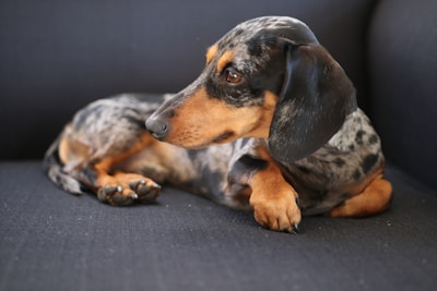 A dachshund with a dappled coat lies comfortably on a dark-colored sofa, gazing to the side. Its fur is a mix of black, brown, and gray, and its expression is calm and relaxed.