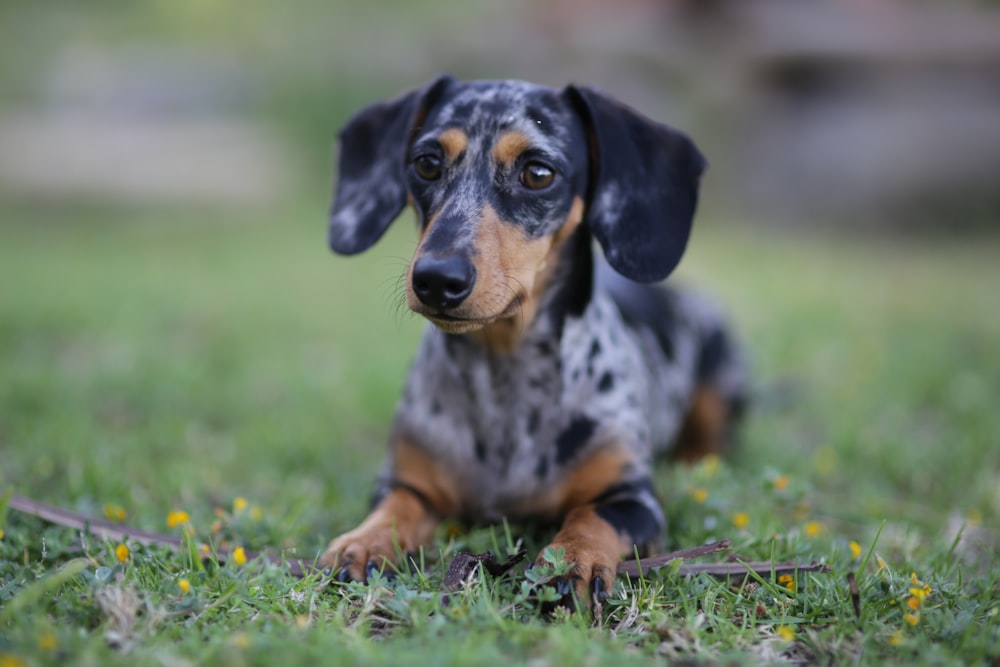 selective focus photography of adult smooth dapple dachshund prone lying on green grass
