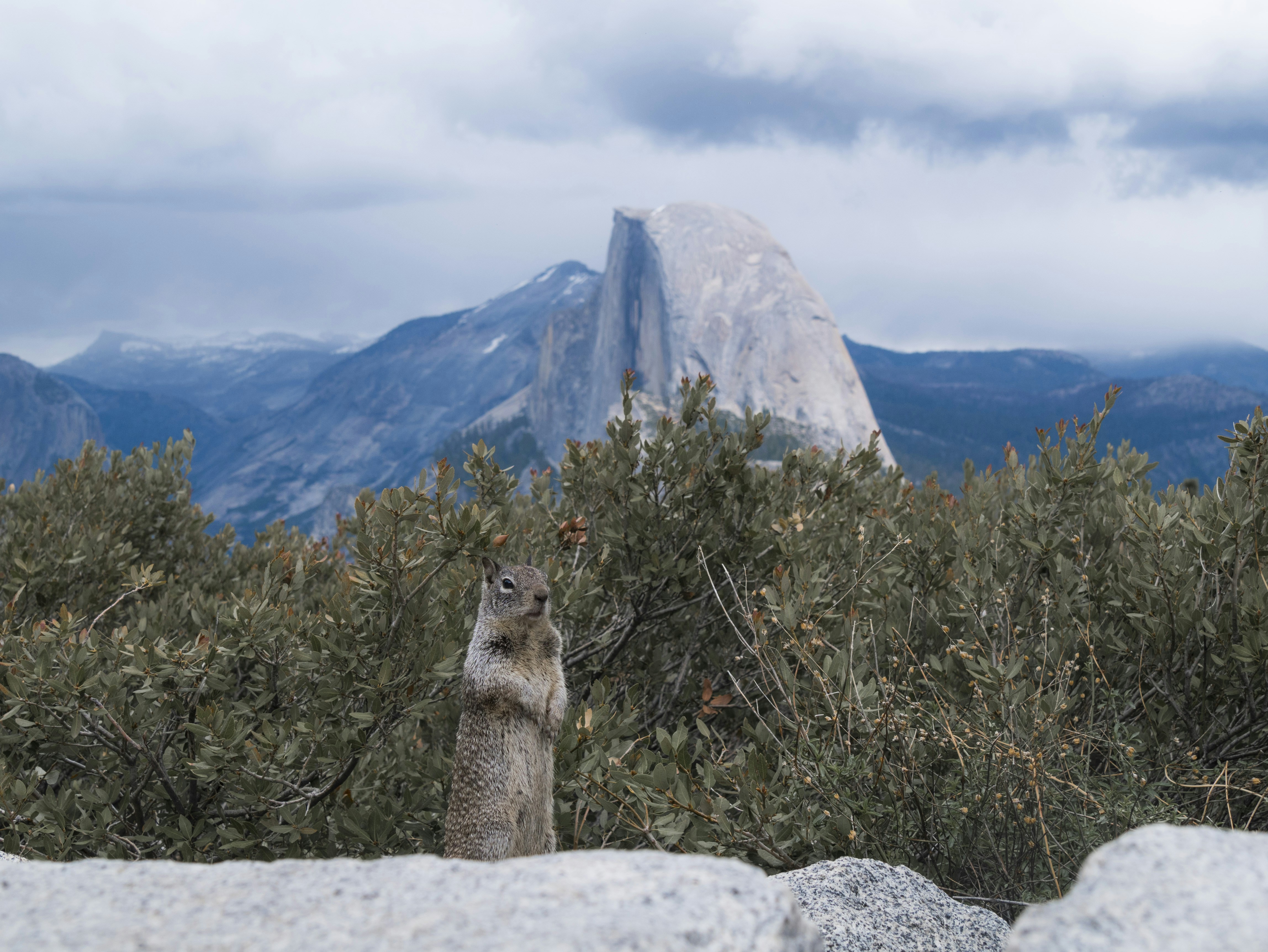 gray squirrel